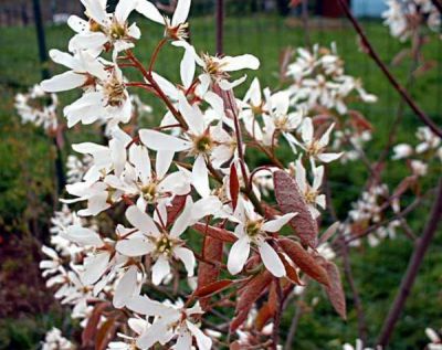 Am�lanchier Lamarckii : taille 40/60 cm - Racines Nues