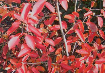 Am�lanchier Lamarckii : taille 60/90 cm - Racines Nues