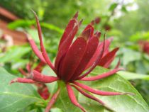 Arbre aux Anemones : Taille 40/+ - Pot de 3 litres