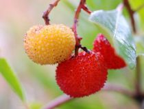 Arbre aux fraises ou Arbousier : Taille 30/+ - Pot de 3 litres