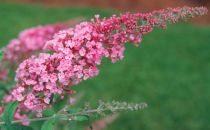 Arbre aux papillons 'Pink delight' : Taille 40/60 cm - Pot de 3 litres