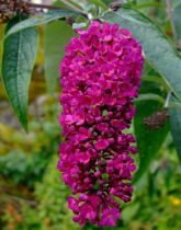 Arbre aux papillons 'Royal red' : Taille 15/+ - Godet 9x9 cm