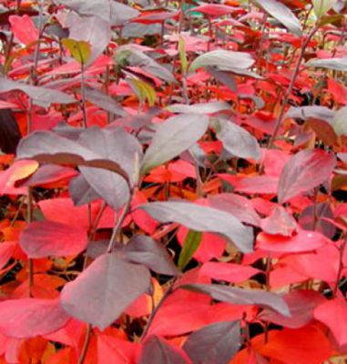 Aronia Arbustifolia Brillant : Taille 40/60 cm - Pot de 3 litres