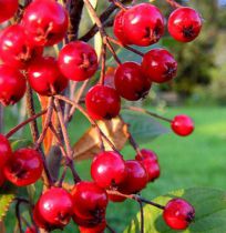 Aronia Arbustifolia Brillant : Taille 40/60 cm - Pot de 3 litres