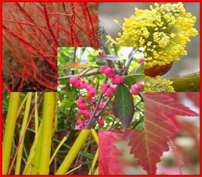 Assortiment d'arbustes sp�cial d�cor d'Automne et d'Hiver : lot de 5 sujets - Racines Nues