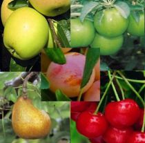 Assortiment de 5 fruitiers basse tige : Taille en gobelet