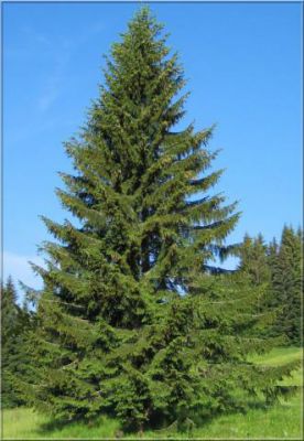 �pic�a commun ou Sapin de No�l : taille 30/40 cm - Racines Nues