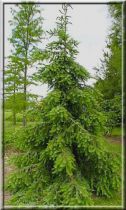 Épicéa de Serbie - Picea omorika : taille 30/40 cm - Racines Nues