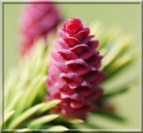 Épicéa de Serbie - Picea omorika : taille 30/40 cm - Racines Nues