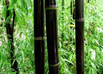 Bambou noir : Taille125/150 cm - Pot de 10 litres.