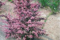 Berberis Thunbergii 'Rose Glow' : Taille 30/40 cm - Pot de 3 litres.