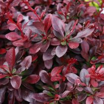 Berberis Thunbergii Atropurpurea : Lot de 20 pieds - Taille 40/60 cm - Racines nues