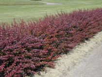 Berberis Thunbergii Atropurpurea : Lot de 20 pieds - Taille 40/60 cm - Racines nues