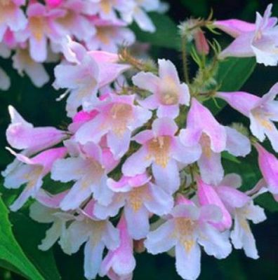 Buisson de beaut� 'Pink Cloud' : Taille 30/50 cm - Pot de 3 litres