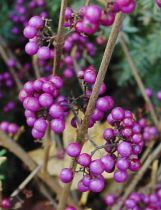 Callicarpa dichotoma : Taille 40/60 cm - Pot de 3 litres