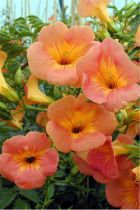 Campsis Grandiflora : Taille 50/+ cm - Pot de 2 litres