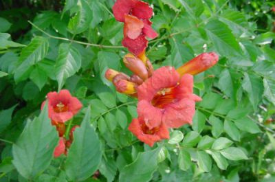 Campsis jasmin d'hiver : Taille 50/+  cm- Pot de 2 litres