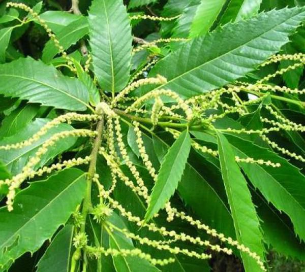 CASTANEA SATIVA Châtaignier Taille 60/90 cm Lot de 20 pieds