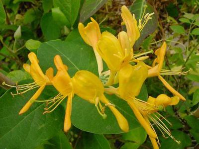 Ch�vrefeuille x tellmaniana : Taille 50/+ cm - Pot de 2 litres