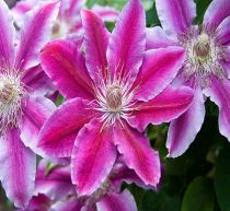 Clematite Docteur Ruppel : Taille 50/+ cm - Pot de 2 litres