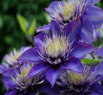 Clematite Multiblue : Taille 50/60 cm - Pot de 2 litres