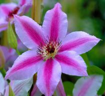 Clematite Nelly Moser : Taille 50/60 cm - Pot de 2 litres.