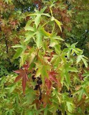 Copalme d'Am�rique : Taille 50/80 cm - Pot de 3 litres