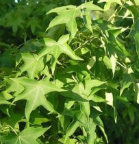 Copalme d'Amérique : Taille 50/80 cm - Pot de 3 litres