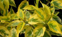 Cornouiller 'Alba Gouchautii' : Taille 40/50 cm - Pot de 3 litres