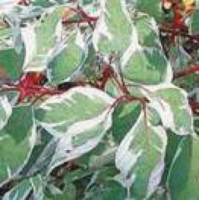 Cornouiller 'Alba Sibirica Vari�gata' : Taille 40/60 cm - Pot de 3 litres