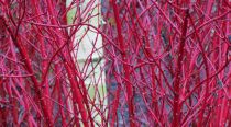 Cornouiller 'Alba Sibirica' : taille 40/60 cm - Racines Nues