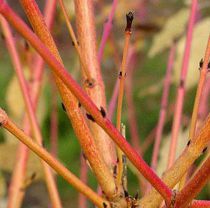 Cornouiller sanguin Midwinter Fire : Taille 40/60 cm - Pot de 3 litres.