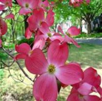 Cornus Florida 'Rubra' :  Taille 50/60 cm - Pot de 3 litres