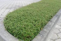 Cotoneaster coral beauty : Lot de 10 pieds - godet de 9x9 cm