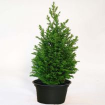 Cyprès de Lawson 'Ellwoodii' : Taille 25/30 cm - Pot de 2 litres