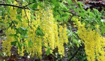 Cytise Anagyroides - Cytise commun - Faux ébénier : taille 50/70 cm - Racines nues