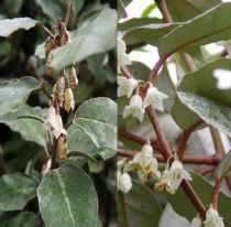 Chalef / Elaeagnus Ebbingei : Taille 40/60 Cm - Pot de 3 Litres