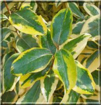 Chalef / Elaeagnus Ebbingei 'Gilt Edge' : Taille 40/60 CM - Pot de 3 litres