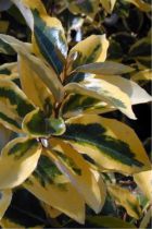 Chalef / Elaeagnus Ebbingei Limelight : Taille 30/40 cm - Pot de 3 litres