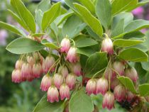 Enkianthus Campanulatus : Taille 40/60 cm - Pot de 3 litres