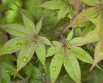 Erable du Japon : Acer Palmatum : Taille 40/+ cm - Pot de 2 litres
