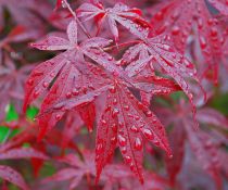 Erable du Japon : Acer Palmatum : Taille 40/+ cm - Pot de 2 litres