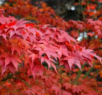 Erable du japon : Acer Palmatum Atropurpureum : Taille 40/+ cm - Pot de 2 litre