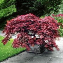 Erable du Japon 'Dissectum Garnet' : Taille 40/+ cm - Pot de 3 litres 