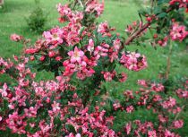 Escallonia 'Donald Radiance' : Taille 40/+ cm -  Pot de 2 litres