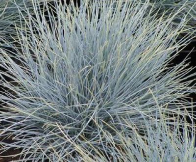 F�tuque bleue : Godet de 9x9 cm
