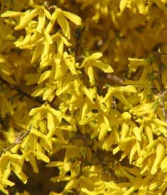 Forsythia Mar�e d'Or : Taille 20/25 cm - Pot de 2 litres