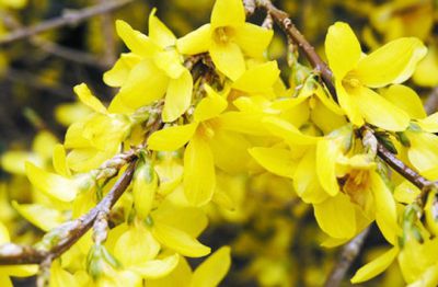 Forsythia x intermedia 'Lyndwood' : taille 40/60 cm - Racines Nues