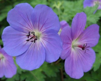 Granium vivace 'Rozanne' : Godet de 9x9 cm - 0,6 litre