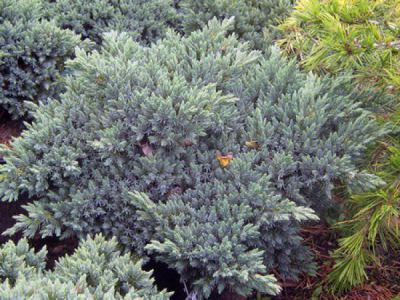 Gen�vrier 'Blue Star' : Taille 15/20 cm - Pot de 2 litres